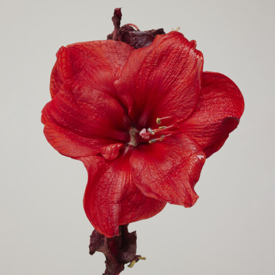 “Decay” Studies Of Fowers: Red Amaryllises